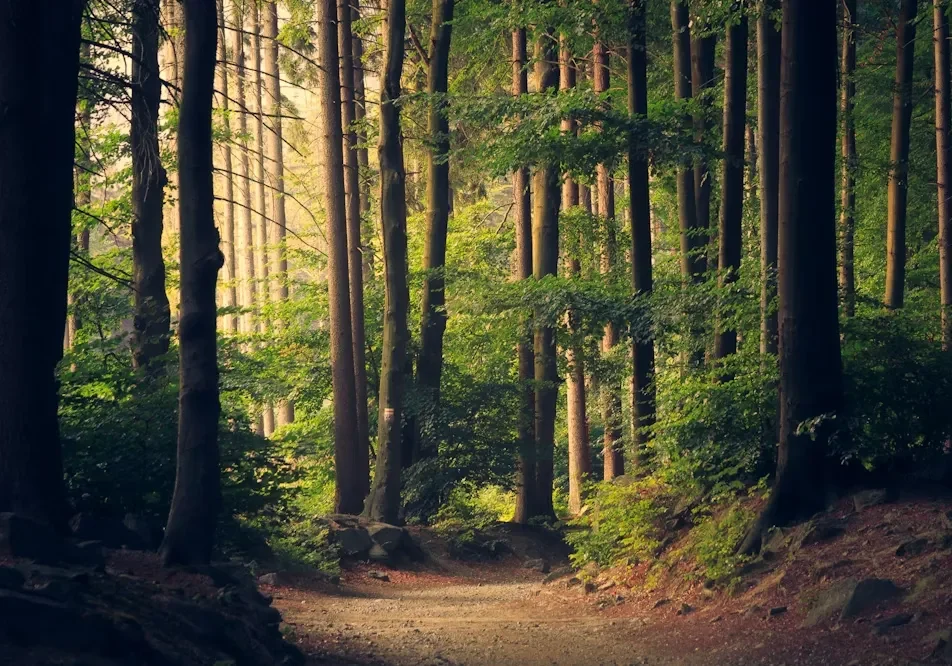 Forest path with tall trees