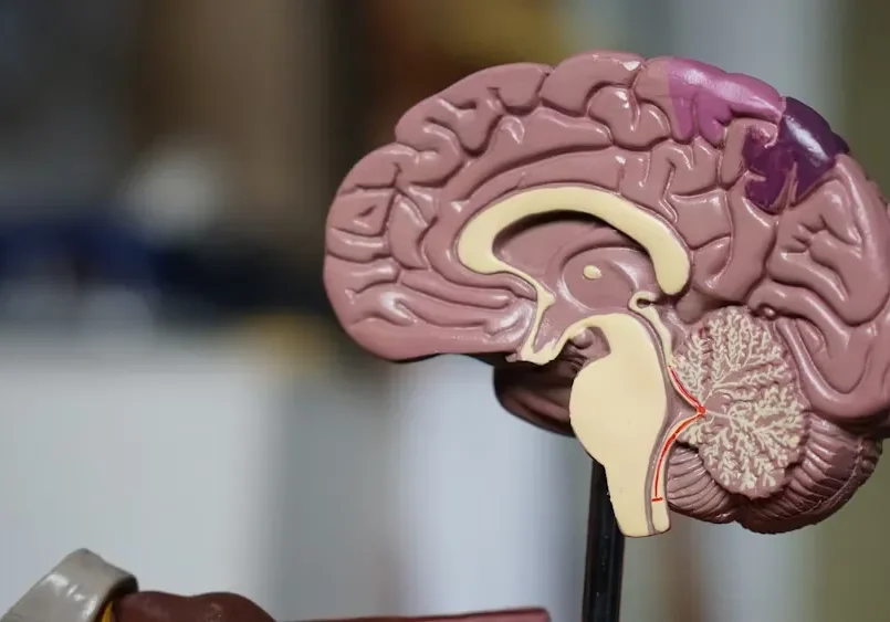 Detailed anatomical brain model